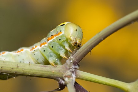 Close up view of a green caterpillar on a plant.