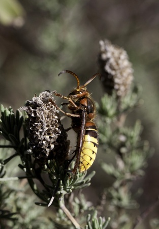 Close up view of an European Hornet (Vespa Crabro) resting on a flower.の写真素材