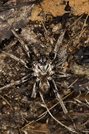 Close up view of a spider on a decaying wooden tree on the forest.の写真素材