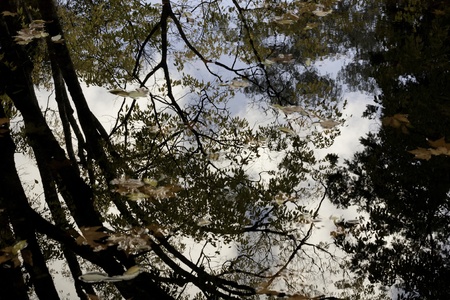 View of some detail of the Caldas de Monchique park on Portugal.