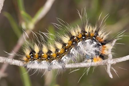Close view detail of a lappet moth caterpillar on the vegetation.の写真素材