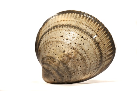 Close up view of a cockle shell isolated on a white background.の写真素材