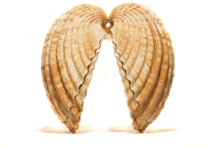 Close view detail  of a cockle shell isolated on a white background.の写真素材