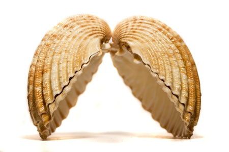Close view detail  of a cockle shell isolated on a white background.の写真素材
