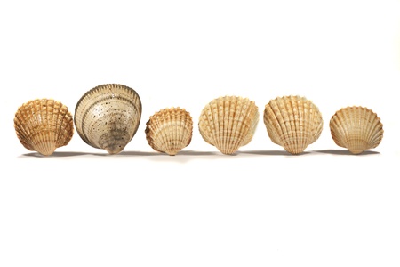 Close view detail of a bunch of shells isolated on a white background.