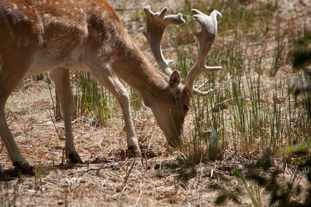 Close view of a cervus dama type deer located on Portugal.の写真素材