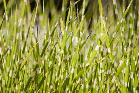 Close view of some green tiny grass on a field.の写真素材