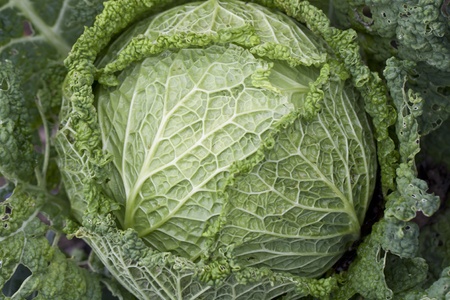 Detail view of a portuguese cabbage on the farmer's field.