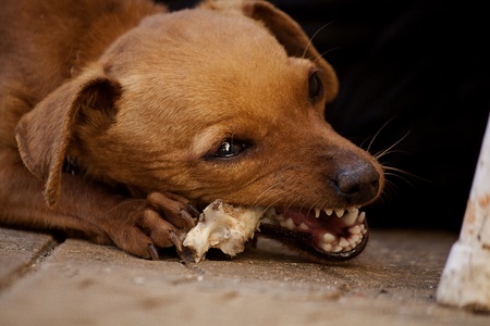 Close view of a domestic dog chewing a bone.の写真素材