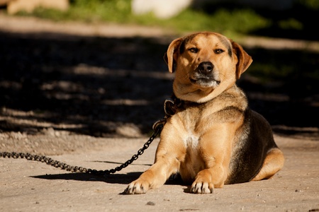 Close view of a domestic dog on the outdoor sun.の写真素材