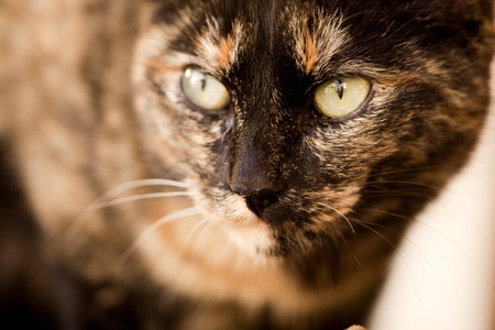 Close view of a gray and urban domestic cat.の写真素材