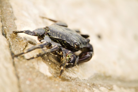 Close up view of a crab walking around near the docks.の写真素材