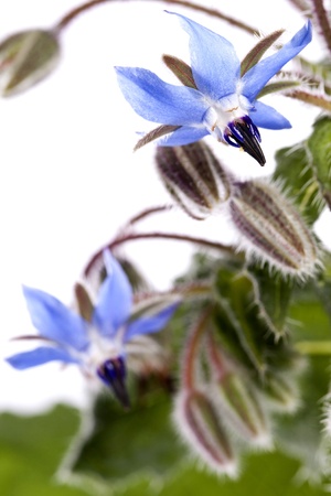 Close up view of the Borage Flower (Borago Officinalis) isolated on a white background.の写真素材