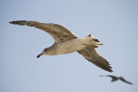 View of a juvenile seagull in plain flight next to the docks.