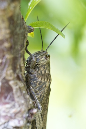Close up view of the Egyptian locust behind some leafs.の写真素材