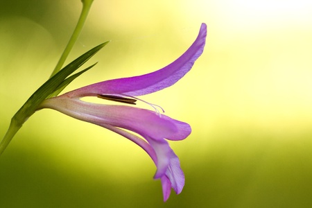Close up view of the beautiful wild flower Wild Gladiolus (Gladiolus illyricus)の写真素材