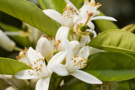 Close up view of a blooming flower of the orange tree.の写真素材