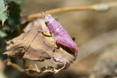 Beautiful view of a pink grasshopper, caused by a genetic condition called erythrism.の写真素材
