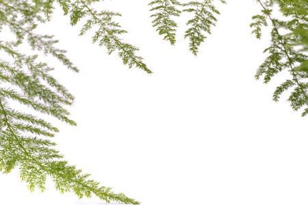 Close up view a fern asparagus garden plant isolated on a white background.の写真素材