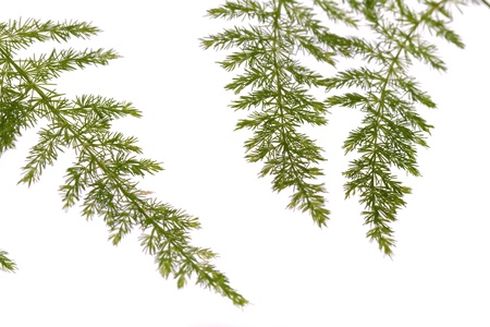 Close up view a fern asparagus garden plant isolated on a white background.の写真素材