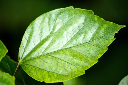Macro detail view of a green leaf of a plant.の写真素材