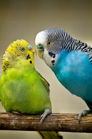 Close up view of two colorful budgerigar birds on a pole.の写真素材