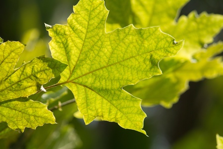 Close view of some green leafs on the sun.