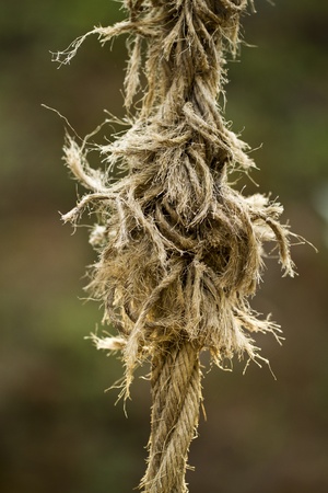 Close view of an ripped old rope.の写真素材
