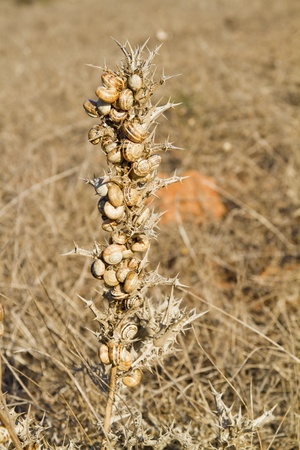 Close view of a group of snails attached to a card plant.の写真素材