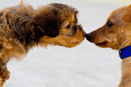 Close view of two domestic dogs getting to know each other.の写真素材
