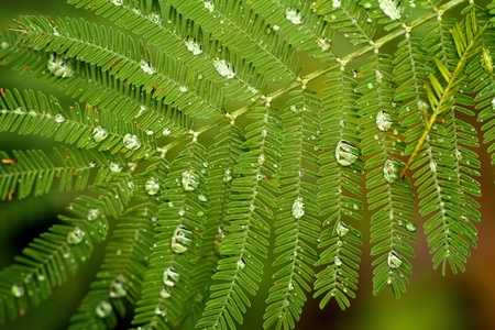 Close view detail of several water drops on a big leaf.の写真素材