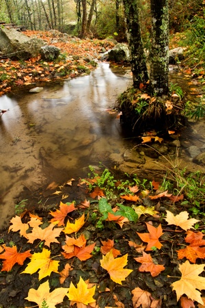 View of beautiful autumn set on a creek in Monchique, Portugal.の写真素材