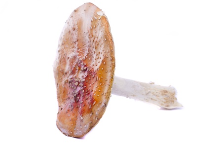 Close view detail of several wild mushrooms isolated on a white background.