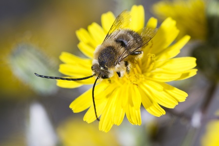 Close view of a long horned bee on a flower.