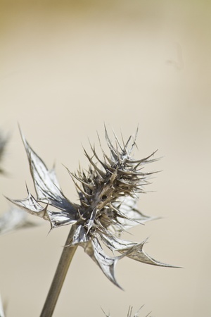 Close view of beach dune flora in Portugal, Europe.の写真素材