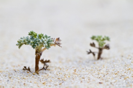 Close view of beach dune flora in Portugal, Europe.の写真素材