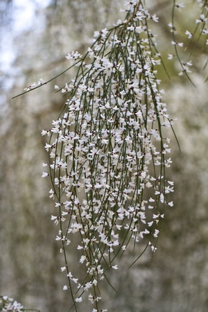 View of beautiful white Retama monosperma flowers.の写真素材