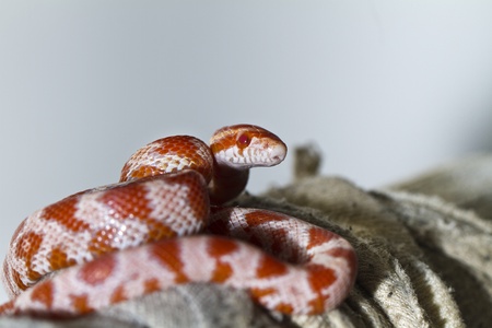 Close view of a beautiful red corn snake.の写真素材