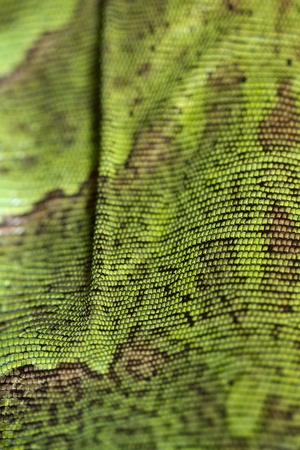 Close view of an iguana lizard skin texture.の写真素材