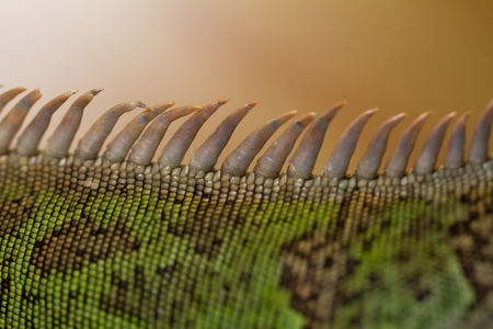 Close view of an iguana lizard spiked back.