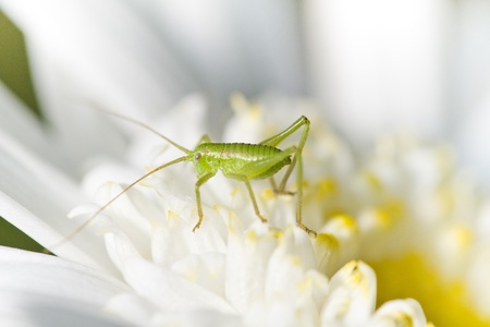 Close up view of a Katydid (Odontura glabricauda) grasshopper.の写真素材