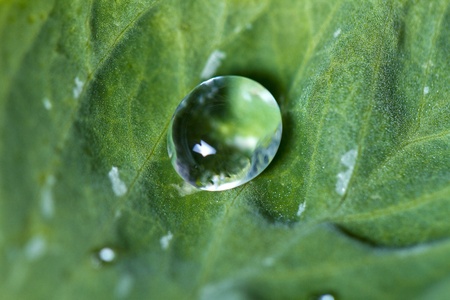 Close up view of a water droplet on a leaf.の写真素材