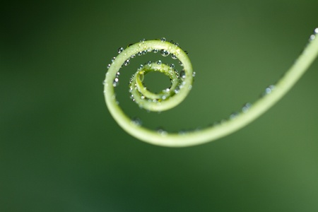 Close up view of a curved swirl of a plant.の写真素材