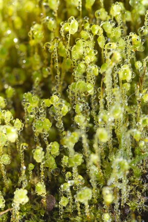 Close up view of forest moss in the early morning.の写真素材