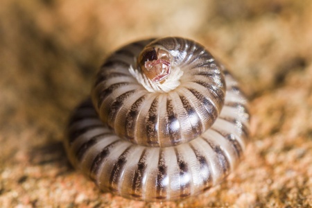 Close up view of a millipede curled in a defensive position.の写真素材
