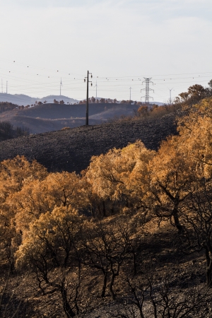 Desolate view of the remains of a forest after a fire.の写真素材
