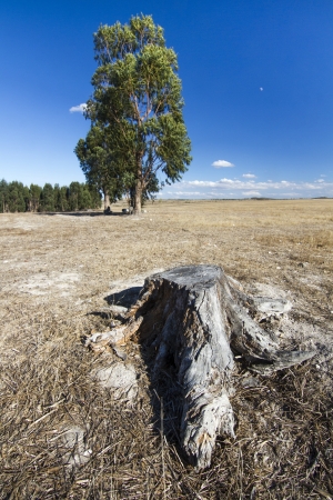 Landscape view of some lonely trees, on a vast plain of dry grass.の写真素材