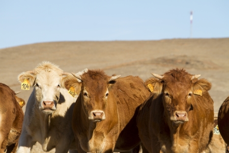 Close view of a group of brown cows on a sunny arid landscape.の写真素材