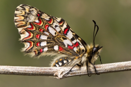 Close up view of a Spanish festoon butterfly (Zerynthia rumina) butterfly. の写真素材