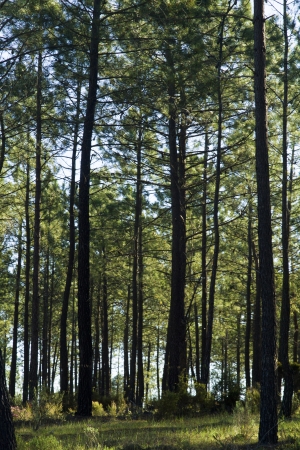 Beautiful view of a forest of pine trees in Portugal.の写真素材